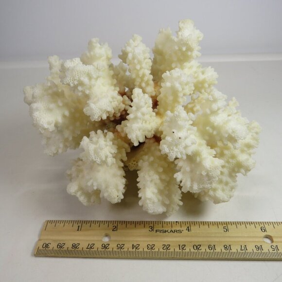 Real Coral white with orangy brown center 5.5" tall over 1lb - Picture 5 of 8